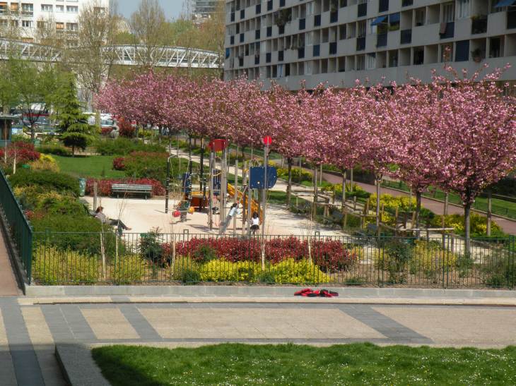  arbres à fleurs roses dans petit parc